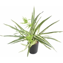 Umělá květina Chlorophytum bez květináče, 60cm