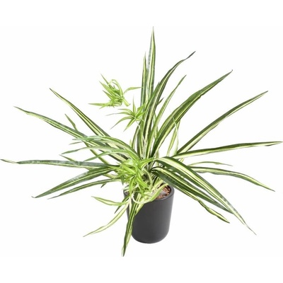 Umělá květina Chlorophytum bez květináče, 60cm