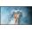 Hisense 32DM66D