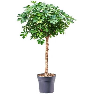 Schefflera gold capella stem 30x130 cm