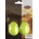 Stagg EGG-2 GR