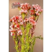 Waxflower sv.růžová 79 cm 79 cm