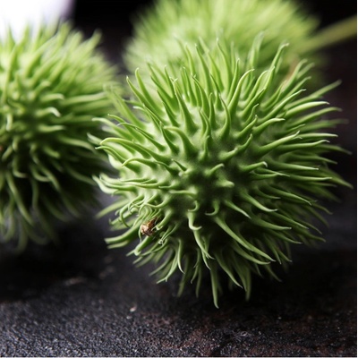 Uhorka okrasná - Cucumis hirsutus - semená uhorky - 6 ks
