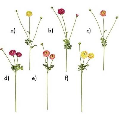 Pryskyřník - Ranunculus H72 barva / provedení: a)