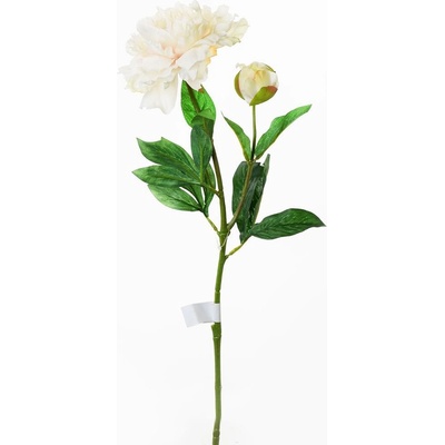KS PIVOŇKA SV.ČAJOVÁ. KS 59CM