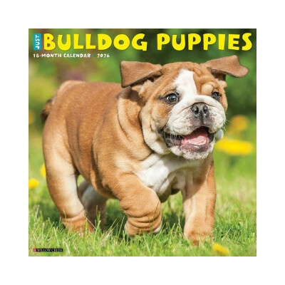 Bulldog Puppies 12 X 12 Wall 2026