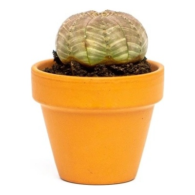 Gardners Euphorbia obesa, průměr 6 cm Pryšec