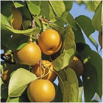 Hrušeň nashi BIO FloraSelf Bio Pyrus pyrifolia 'Nashi Kumoi' kmínek cca 60 cm celková výška cca 100-120 cm květináč 7,5 l