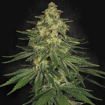 Paradise Seeds Allkush semena neobsahují THC 10 ks