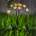 Garden of Eden 11272