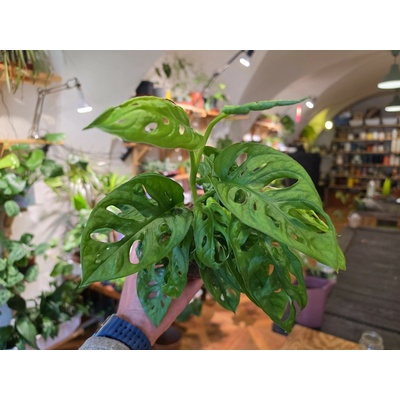 PlantBros flower Monstera obliqua 'Leichtlinii'