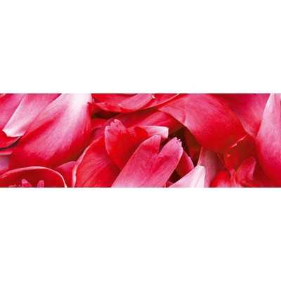 Dimex M-485 vliesová fototapeta na zeď Red petals rozměry 330 x 110 cm