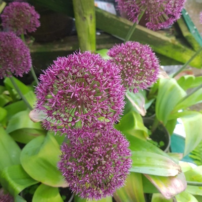 Česnek Ostara Allium cibule okrasného česneku 3 ks