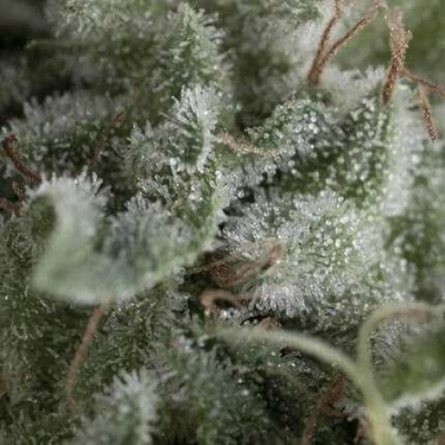 Pyramid Seeds Auto Nefertiti semienka neobsahujú THC 50 ks