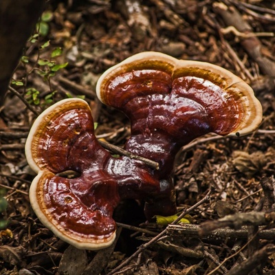 Lesklokôrka lesklá Ganoderma lucidum sadba predaj 250 ml