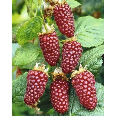 Malinoostružina beztrnná BIO FloraSelf Bio 'Buckingham Tayberry' výška 40 cm květináč 2 l