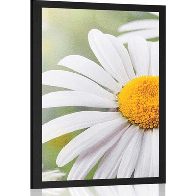 Plakát květiny kopretiny - 40x60 no frame