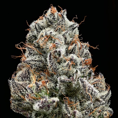 Barney's Farm Black Cherry Gushers semena neobsahují THC 10 ks