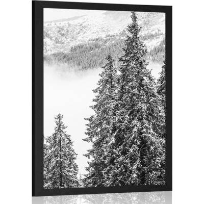 Plakát zasněžené borové stromy v černobílém provedení - 40x60 black