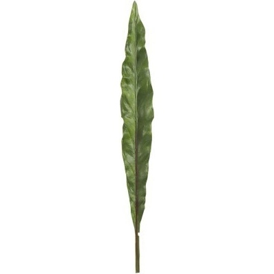 Okrasný list Canna - 73cm - J-Line by Jolipa