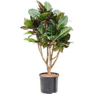 Croton (codiaeum) petra Branched (70-85) 22/19 v100 cm