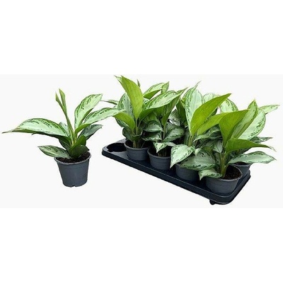 S Aglaonema Silver Bay 50cm/2 NL, živá rostlina