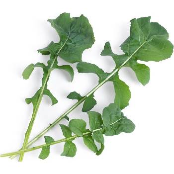 Veritable Вложка за семена Lingot листни зеленчуци рукола (VLIN-J10-Roq02E)