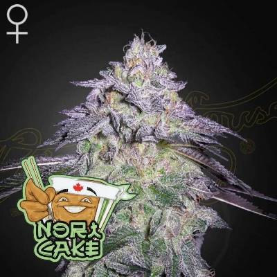 Green House Seed Nori Cake semienka neobsahujú THC 10 + 10 ks