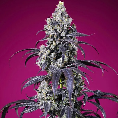 Sweet Seeds Tropicanna Cherry XL Auto semienka neobsahujú THC 3 ks