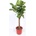 Ficus lyrata stem 34x160 cm