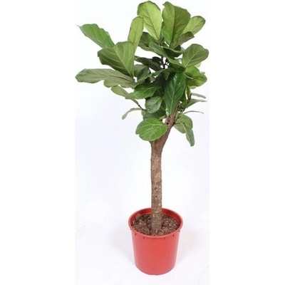 Ficus lyrata stem 34x160 cm