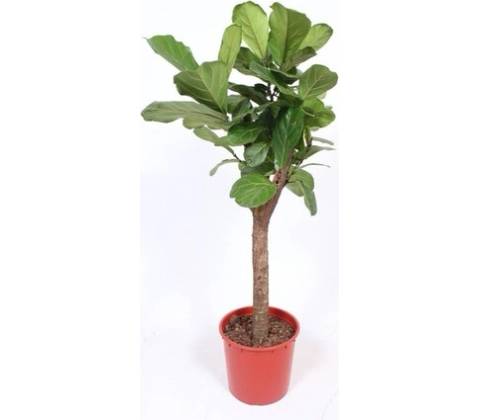 Ficus lyrata stem 34x160 cm