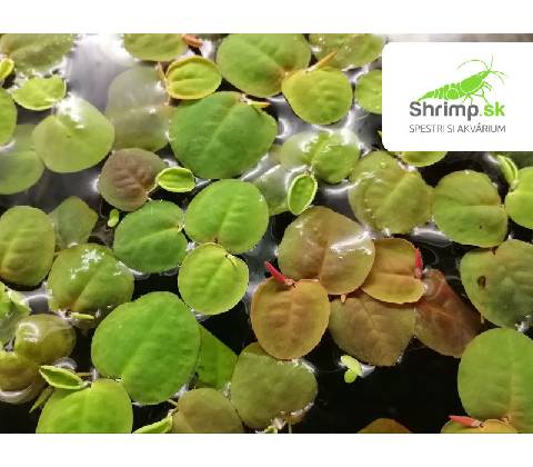 Phyllanthus fluitans