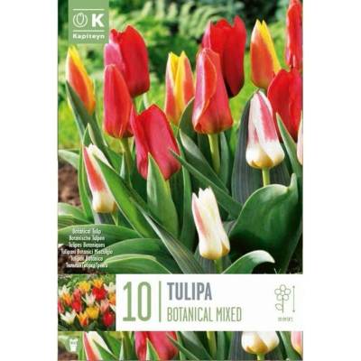 TULIPÁN BOTANICAL MIX farieb 10ks