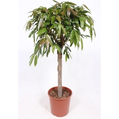 Fikus - Ficus binnendijkii "Amstel King" Stem 30x140 cm
