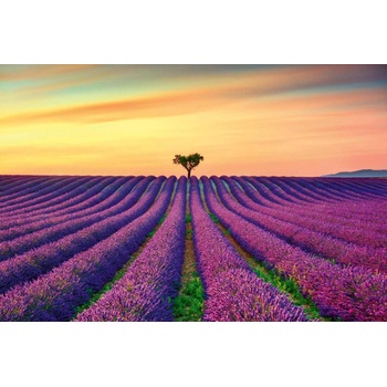 DIMEX ART s. r. o Флизелинов фототапет цъфтящо лавандулово поле 375 x 250 см