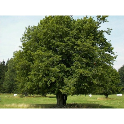 Hrab obyčajný , výška 125-150 cm, kvetináč 10 l