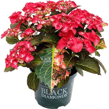 Black Diamond® Dark Angel Red Black Diamonds® - Teiller - Хортензия Macrophylla