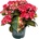 Black Diamond® Dark Angel Red Black Diamonds® - Teiller - Хортензия Macrophylla