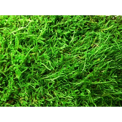 Verdissimo Stabilizovaný mech plochý Flattmoss, 0,5kg (0,4 m2)
