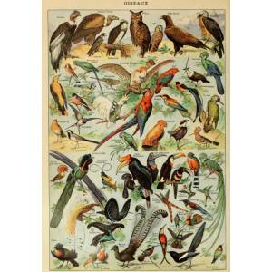 Grafika Art Puzzle - Puzzle Illustration from Larousse pour Tous : Birds - 1 000 piese