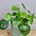 Pilea Peperomioides