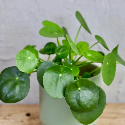 Pilea Peperomioides