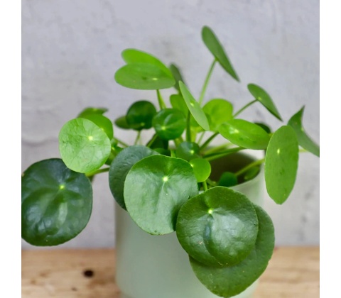 Pilea Peperomioides