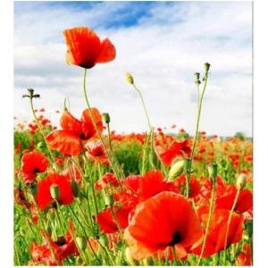 DIMEX ART Флизелинов фототапет червен мак 225 x 250 см