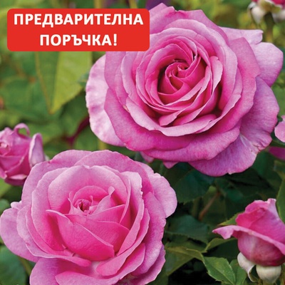 Kordes® Роза Carmen Wurth - Parfuma® - Kordes®