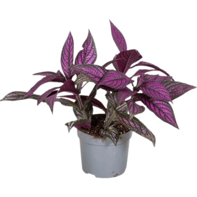Gardners Strobilanthes Dyeriana, průměr 13 cm Strobilantes