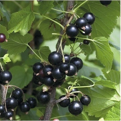 Ríbezle čierne BIO Hof:Obst Ribes nigrum 'Ben Tirran' ® 30-40 cm kvetináč 3,4