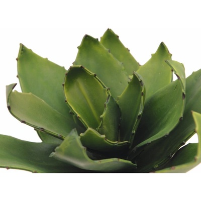 Agáve zelená, 45 cm