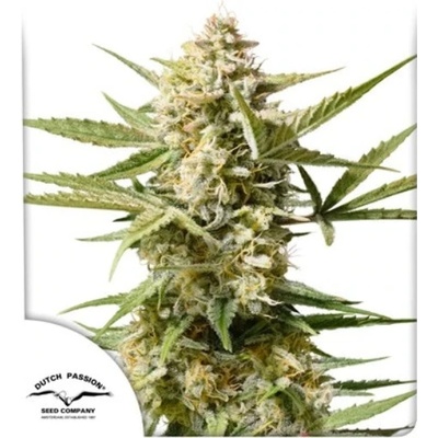 Dutch Passion AUTO Cinderella Jack semena neobsahují THC 100 ks